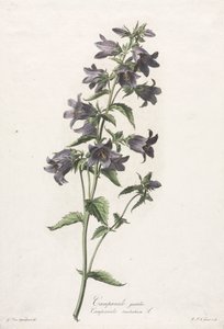 Blumen nach der Natur gezeichnet: Glockenblume von Gerard van Spaendonck