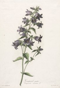 Blumen nach der Natur gezeichnet: Glockenblume von Gerard van Spaendonck