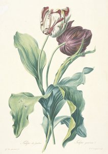 Gartentulpe, aus Fleurs Dessinees d