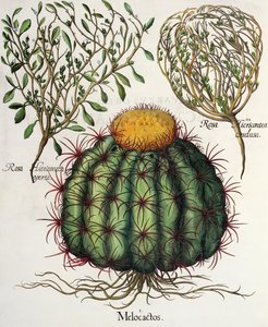 1. Melocactus; 2. Rosa Hiericontea aperta; 3. Rosa Hiericontea conclusa, aus dem Hortus Eystettensis von Basil Besler, veröffentlicht 1613