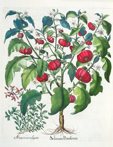 1. Solanum Pomiferum; 2. Amaracus vulgaris, aus dem Hortus Eystettensis von Basil Besler, veröffentlicht 1613