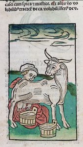Eine Magd melkt eine Kuh, 1491