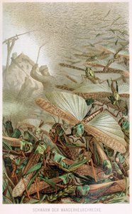 Ein Schwarm Heuschrecken, aus Brehms Tierleben, veröffentlicht in den 1860er Jahren, Farblithographie, 1860 von German School