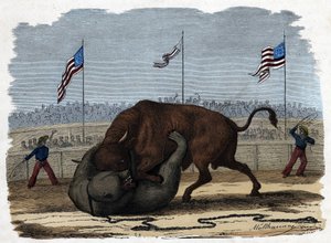 Ein heftiger Kampf zwischen einem Stier und einem Bären in einer Arena. In „Wenn Jemand eine Reise tut, so kann er was erzählen“, deutsche Erzählung von Franz Wiedemann. von German School