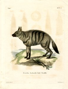Erdwolf von German School