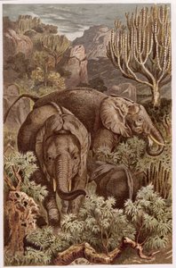 Afrikanischer Elefant, Tafel aus Brehms Tierleben: Allgemeine Kunde des Tierreichs, Bd. 3, S. 9, veröffentlicht vom Bibliographischen Institut, 1891