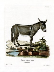 Afrikanischer Wildesel von German School