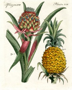 Alle Arten der Kristallisation von German School