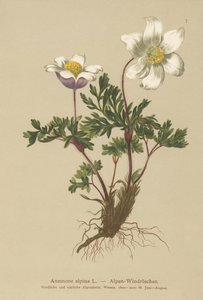 Alpen-Anemone (Anemone alpina, Pulsatilla alpina)