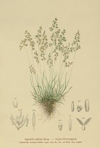 Alpen-Rot-Schwingel (Agrostis alpina, Aira flavescens) von German School