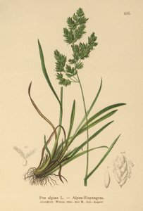 Alpen-Rispengras (Poa alpina)