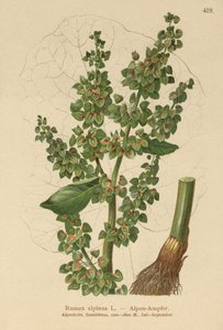 Alpen-Ampfer von German School