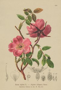 Alpen-Heckenrose von German School