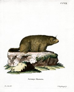 Alpenmurmeltier von German School