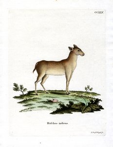 Alpiner Moschustier von German School