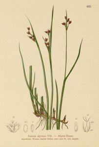 Alpenbinse (Juncus alpinus, Juncus alpinoarticulatus) von German School