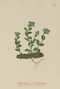 Alpen-Ehrenpreis (Veronica alpina)