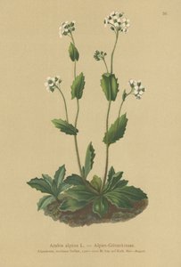 Alpen-Gänsekresse (Arabis alpina) von German School