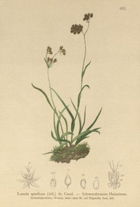 Alpen-Hainsimse (Luzula alpinopilosa, Luzula spadicea) von German School