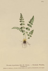 Alpen-Wimperfarn (Woodsia alpina, Woodsia hyperborea, Woodsia intermedia, Woodsia pubescens, Acrostichum alpinum, Acrostichum hyperboreum, Ceterach alpina, Polypodium arvonicum)