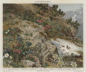Alpine Pflanzen von German School