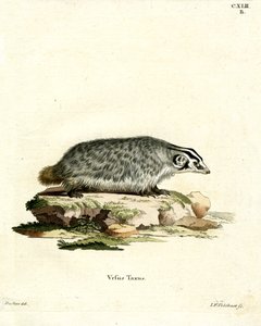 Amerikanischer Dachs