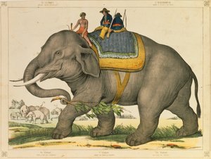Ein Elefant wird verwendet, um seine eigenen zu jagen, illustriertes Flugblatt veröffentlicht von Joseph Scholz, Mainz, ca. 1860 von German School