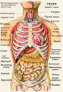 Anatomische Ansicht des menschlichen Torsos von German School