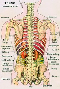 Anatomische Ansicht des menschlichen Torsos
