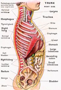 Anatomische Ansicht des menschlichen Torsos