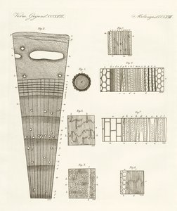 Anatomie des Holzes