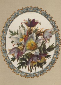 Anemonen von German School