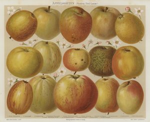 Äpfel