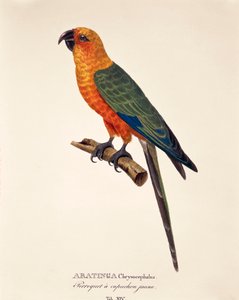 Aratinga Chrysocephalus, Tafel XIV aus 