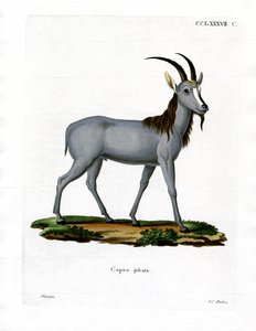 Argali von German School