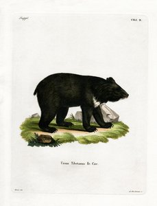 Asiatischer Schwarzbär