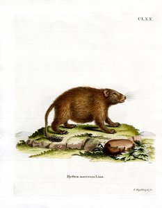 Asiatisches Bürstenstachelschwein von German School
