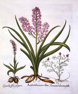 Affodill, Brandknabenkraut und Fumaria Spicata, aus Hortus Eystettensis, von Basil Besler, veröffentlicht 1613 von German School