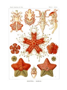 Asteridea