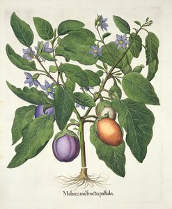 Aubergine: Melanzana fructu pallido, aus dem Hortus Eystettensis von Basil Besler (1561-1629), veröffentlicht 1613 von German School
