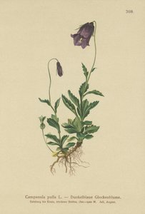 Österreichische Glockenblume