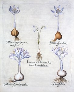 Herbst-Schneeflocke und Herbstzeitlose, aus Hortus Eystettensis, von Basil Besler, veröffentlicht 1613 von German School