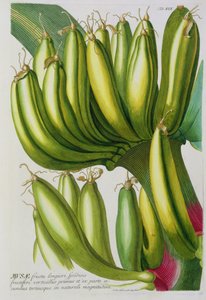 Banane, graviert von Johann Jakob Haid (1704-67) Tafel 19 aus einem botanischen Buch, veröffentlicht von Augustus Vind von German School
