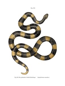 Gebänderte Krait von German School