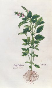 Basilikum, eine botanische Tafel aus dem Kräuterbuch von Leonhart Fuchs (1501-66), veröffentlicht in Basel, 1543 von German School
