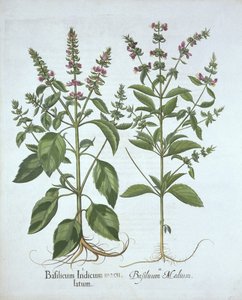 Basilikum, aus Hortus Eystettensis, von Basil Besler (1561-1629), veröffentlicht 1613