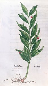 Lorbeerbaum, Illustration für Das Kräuterbuch von Leonhart Fuchs (1501-66), veröffentlicht in Basel, 1555 (Farbgravur)