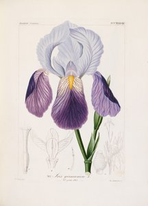 Bartiris, graviert von Ch. Schnorr von German School