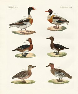 Schöne Enten