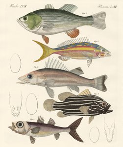 Schöne Fische von German School